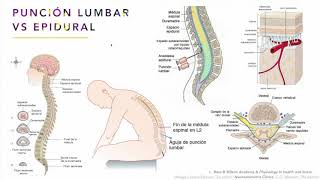 Tejido nervioso 4: Medula Espinal Receptores - Neurobiología