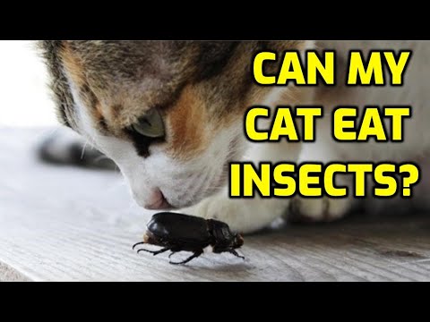 Is It Safe For A Cat To Eat Bugs?