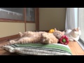 Cat-relax | Кошачий релакс 