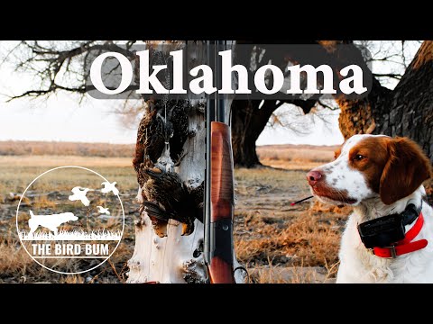 Public Oklahoma Quail Hunting | Truck Camping -- December, 2024