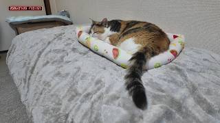 三毛猫フミちゃん　 LIVE配信　2026年7月23日　calico cat　(LIVE stream)
