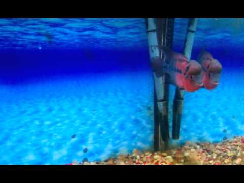 Neon Dragon (Still nervous. Only 2nd day)