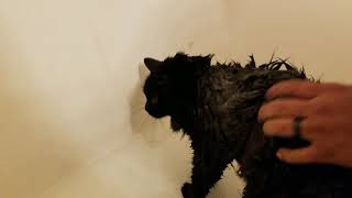 Giving a Domestic Longhair Cat her 1st BATH EVER!
