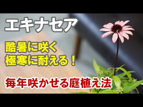 紫色のエキナセアの苗木は開花の遅れを促進し、プランターを強化します