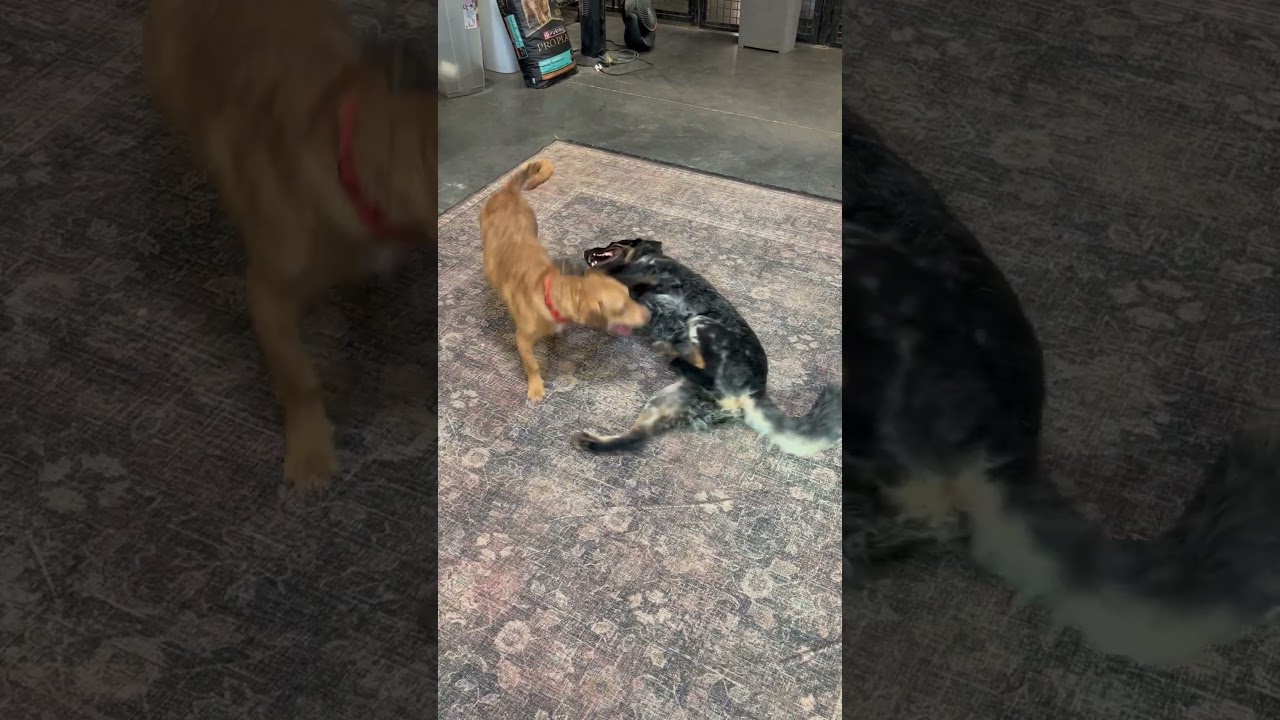 Enlarge Blaze, an adopted mixed breed in Gilbert, AZ video 4/5