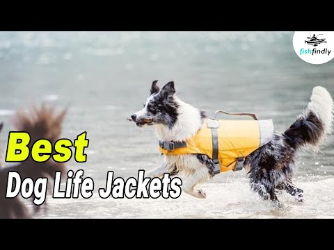 Best Dog Life Jackets In 2020 – Your Pets Safety Essentials!