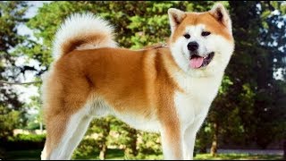 【秋田のお土産】秋田犬の鼻くそとふん