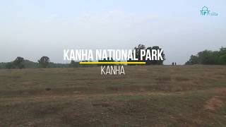 Kanha National Park Barasingha & Jackal