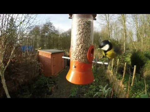 Busy Bird Feeder!
