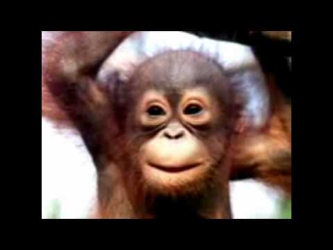 Monkey E-cards, Monkey  humor