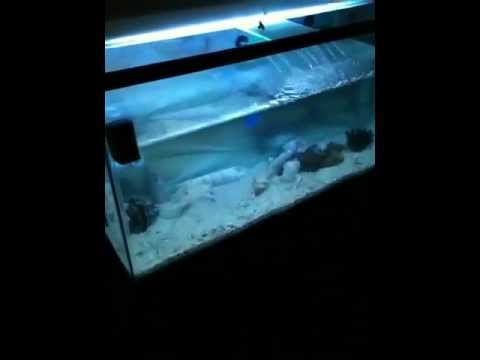 DIY saltwater fish tank / aquarium sump tank