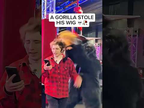 GORILLA STEALS KREEKCRAFT'S WIG... 💀🥀