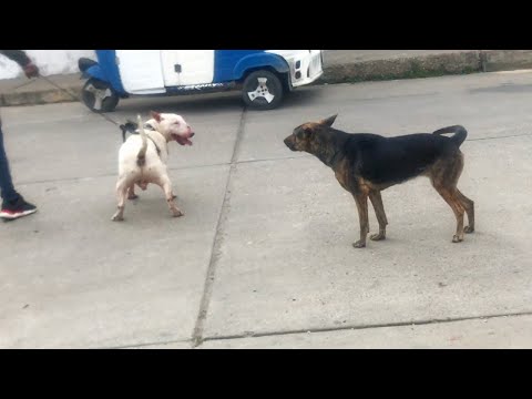 Cuando un PERRO PODEROSO sale a la calle, pasa esto l BullTerrier