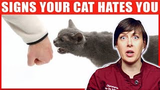 REAL Veterinarian reacts to: 14 signs your cat hates you | VET ADVICE