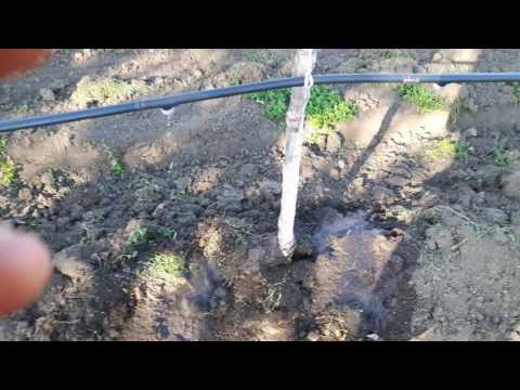 Kap po kap (navodnjavanje kajsije)- Svetlic