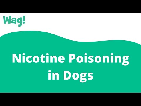 Nicotine Poisoning in Dogs | Wag!