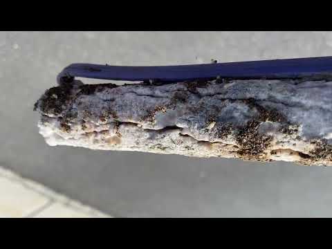 Love Seeing Termites Eating the Bait in Metuchen, NJ