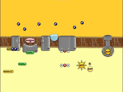 Atmungskette - oxidative Phosphorylierung
