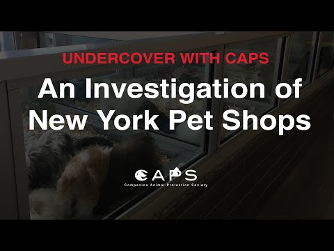 Undercover with CAPS: An Investigation of New York Pet Shops | S1130 / A4283 | #AdoptDontShop Video