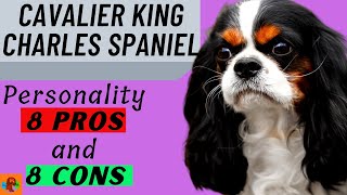 CAVALIER KING CHARLES SPANIEL PROs &amp; CONs (Include Health Problems) - Must Watch Before Getting One