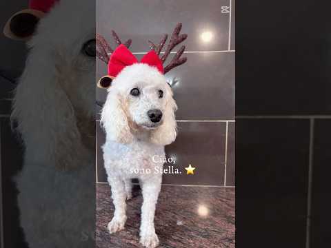 Regalo Stella Barboncina Bisognosa Cerca Famiglia 