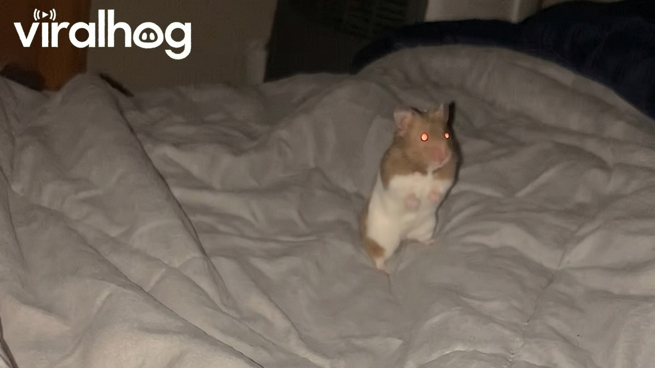 Woke Up to My Hamster Staring at Me at 3 AM || ViralHog