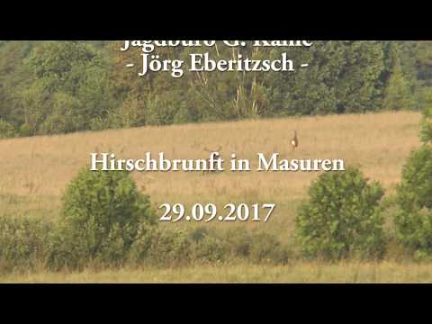 Der Platzhirsch zieht von dannen.... - Jagd zur Hirschbrunft in Masuren