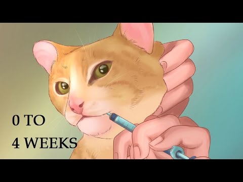 How to Take Care of Kittens | Helping Your Female Cat Give Birth and Care for Newborns 0 to 4 Weeks