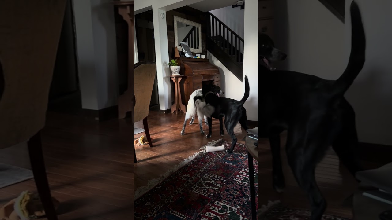 Enlarge KORBEN - COURTESY LISTING , a ADOPTABLE mixed breed in Poughkeepsie, NY video 5/6