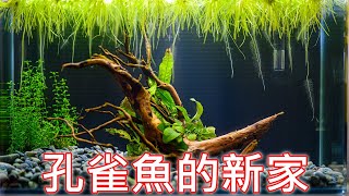 準備養孔雀魚? 來開一缸 | set up a simple aquarium for guppy