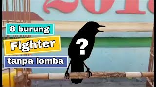 Download lagu 8 Burung Fighter yang Asing di Arena Lomba mp3