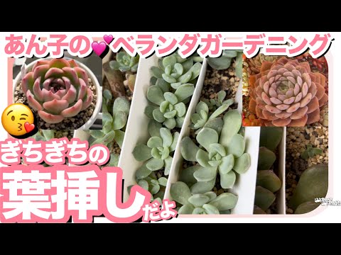 多肉植物の繁殖に成功しました トピックス