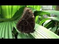 Video von Fondation Papiliorama