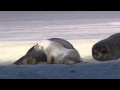 Wildlife Windows 7 Sample Video
