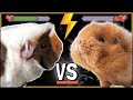 When Guinea Pigs FIGHT What To Do And How To Make It Stop