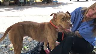 Maple: A Lesson in Resilience