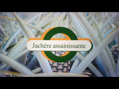 , title : 'Culture Ananas   Jachère Assainissante'