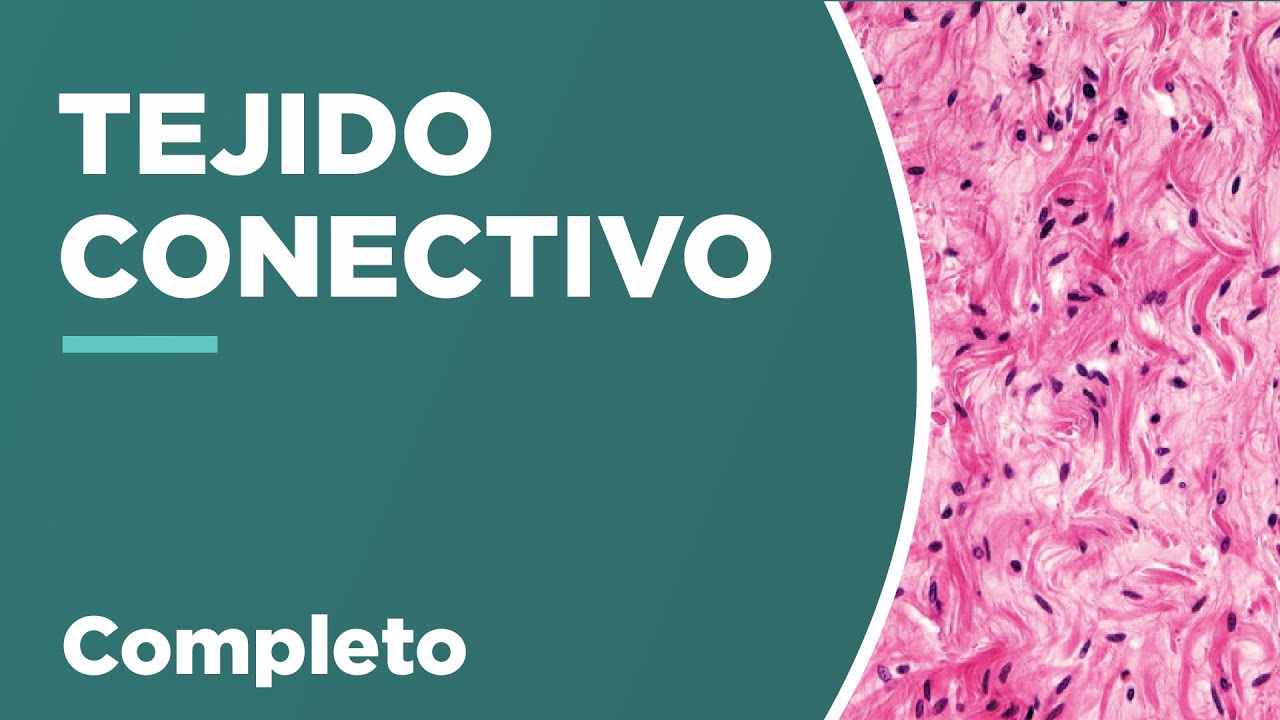 TEJIDO CONECTIVO: Composición y clasificación
