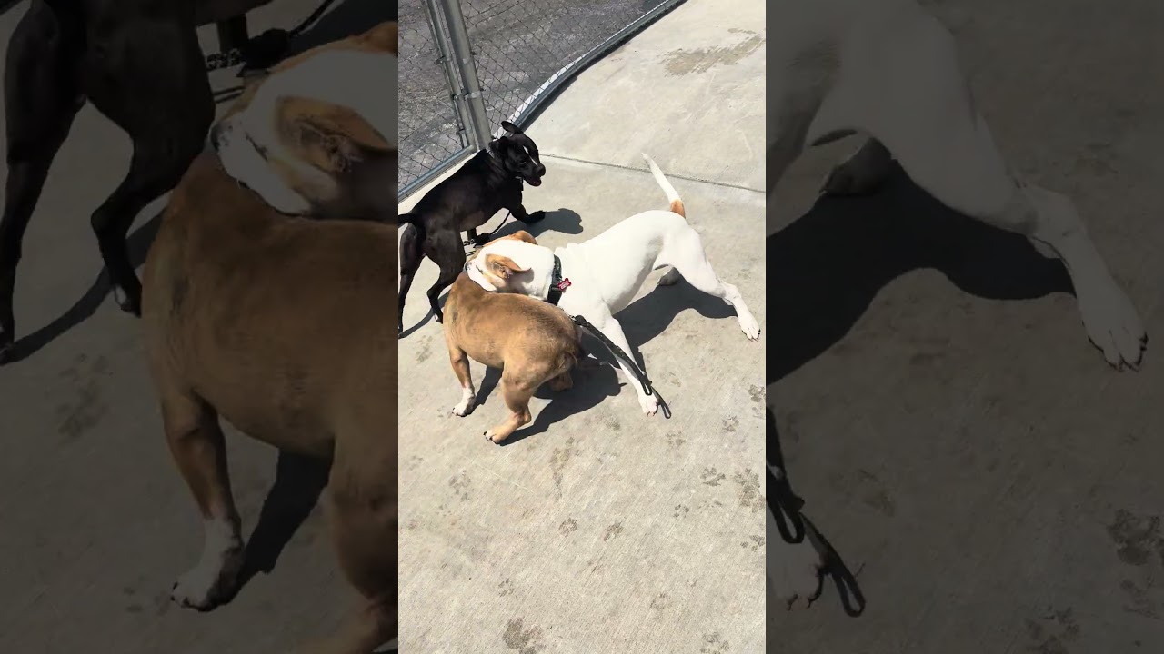 Barnes, a Adoptable Mixed Breed in Wheeling, IL video 5/5