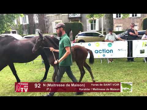 Sprinter Sacré Show 2018 : Lot 92 - N (Maitresse de Maison)