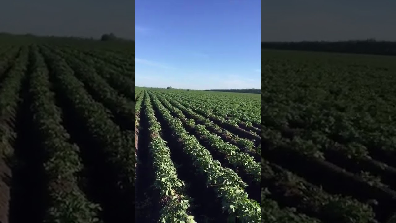 Удобрение ТОР