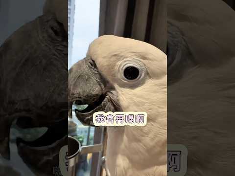 有看過這麼挑食的巴丹嗎？ #parrottalking #birdreaction #可愛