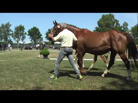 Sudweyher Fohlenschau 2019 - Kat.-Nr. 27