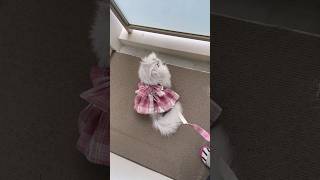 ベランダお散歩が趣味のななちゃん