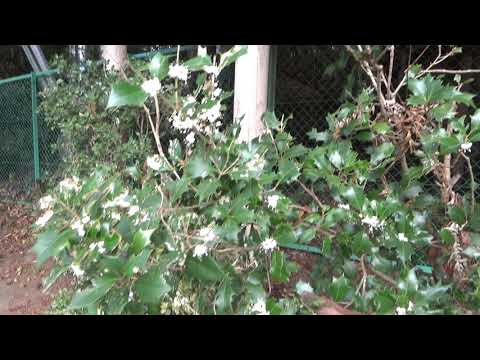 ヒイラギ「コンベクサ」 植物