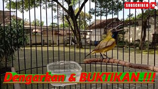 Download lagu BURUNG SOGOK ONTONG | | Cocok untuk pancingan sogon ANDA di pagi hari!! mp3 Download lagu BURUNG SOGOK ONTONG | | Cocok untuk pancingan sogon ANDA di pagi hari!! mp3