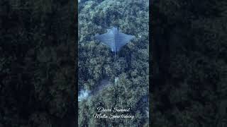 Download lagu Graceful Bull ray #sharkspecies #sharks #sharkfamily #fishing #pesca #underwater #sea #ocean #fish mp3