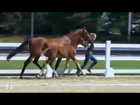 Hengstfohlen v. Quantensprung x Sir Donnerhall