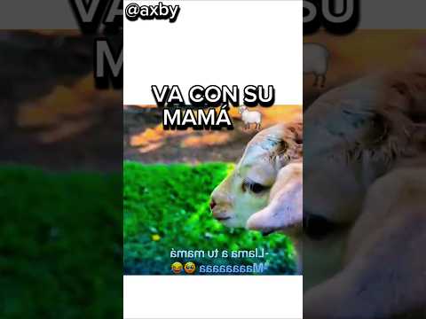 VA CON SU MAMÁ 🐑 #axby #oveja #cordero #shorts #trending #viral #viralvideo #video #youtubeshorts