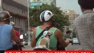 funny dog and cute smiling kids